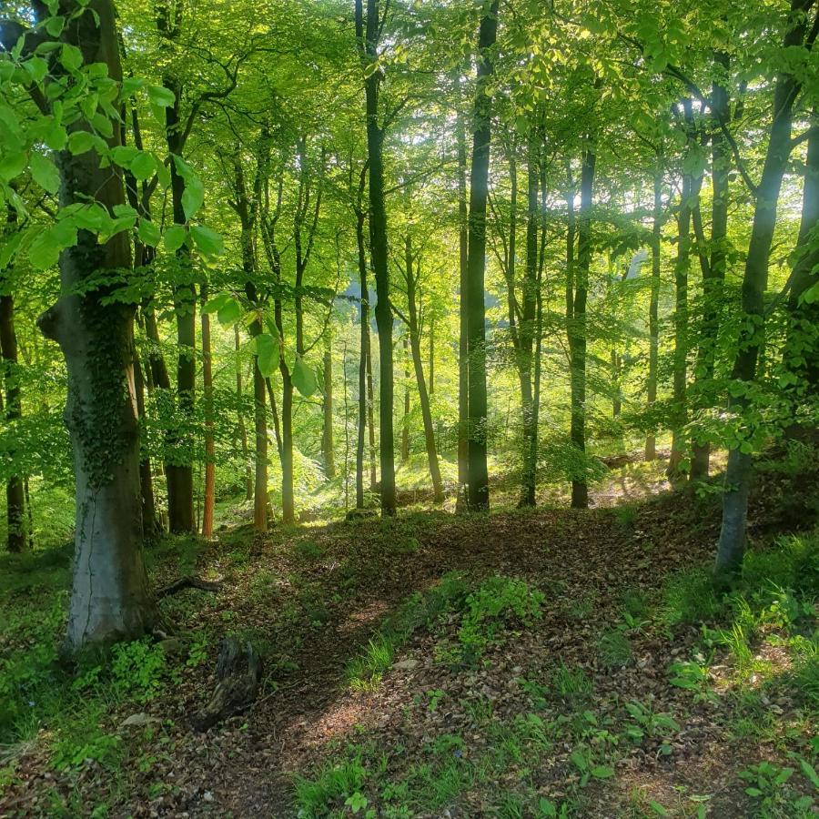 Forest Cedar Lodge, Forest Of Dean Cinderford Bagian luar foto
